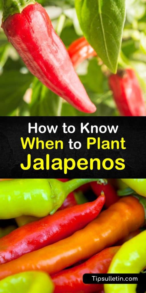 Use this guide for growing jalapenos, bell peppers, cayenne, or even habanero peppers and you’ll successfully grow healthy veggies that range in Scoville heat units. Find quick answers to your questions about full sun, mulch, transplanting, and even how to get rid of aphids. #when #plant #jalapenos