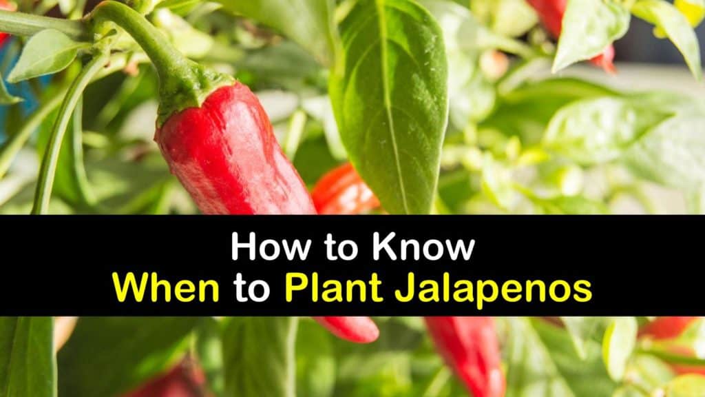 When to Plant Jalapenos titleimg1