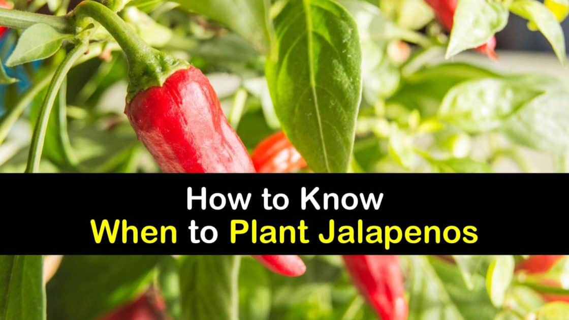 Jalapenos Planting Guide When to Plant Jalapenos
