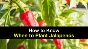 When to Plant Jalapenos titleimg1