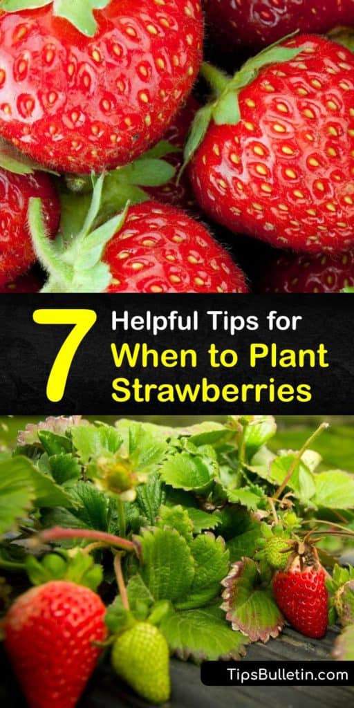 Discover when to plant strawberries by learning when the different types produce fruit. Everbearing types have fruit production in late spring and late summer while June-bearing grow flowers in early spring and begin growing strawberries in June. #when #plant #strawberries