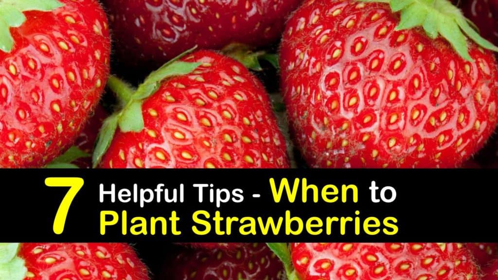 When to Plant Strawberries titleimg1