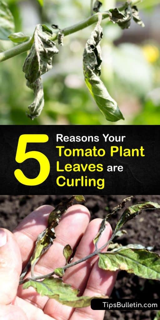 Find out why environmental stress and herbicide damage causes leaf curling and reduces fruit production on your tomato plant. Yellowing leaves are a sign of a physiological leaf roll. Deterring aphids and whiteflies reduces the chance of tomato yellow leaf curl virus. #tomato #leaves #curling