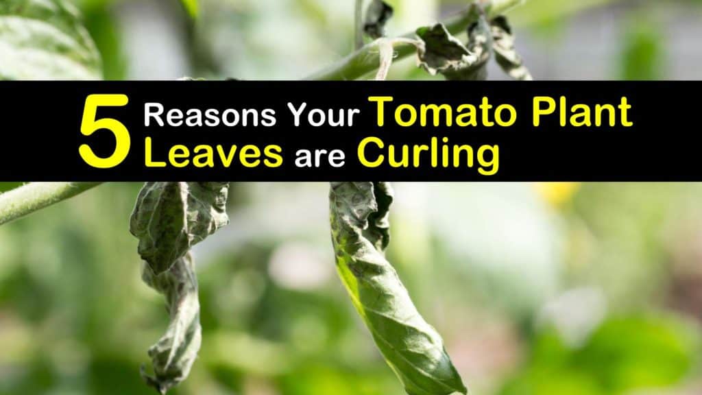 Why are Tomato Plant Leaves Curling