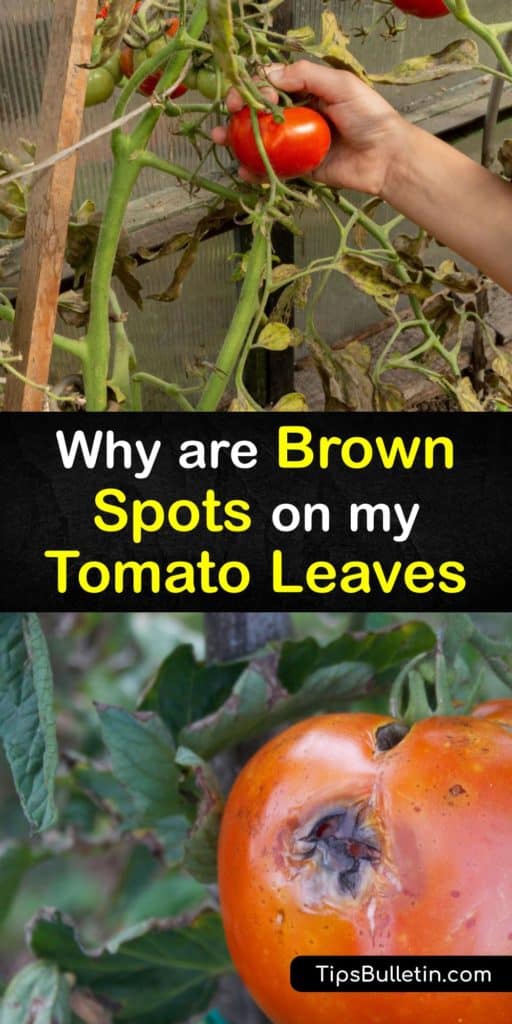 Learn how to spot bacterial and fungal diseases on tomato plants and ways to prevent them in the future. Brown or black spots on lower leaves is a sign of early blight, while septoria leaf spot causes leaves to drop from infected plants. #brown #spots #tomato #plants #leaves