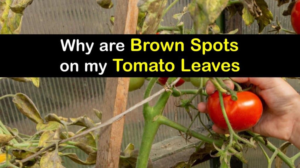 Brown Spots on Tomato Leaves titleimg1