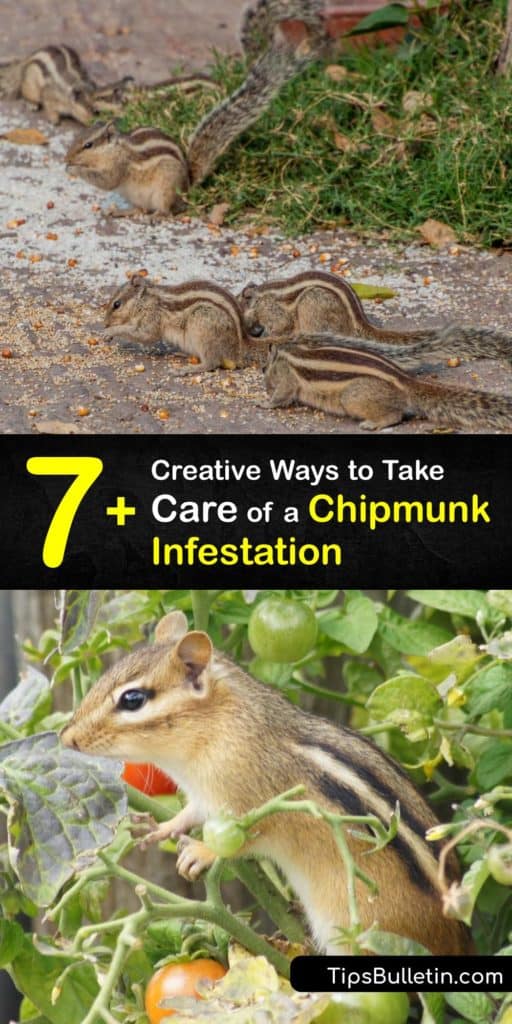 Discover how to get rid of chipmunks and prevent a chipmunk infestation using simple repellents and control methods. Keep these critters out of your birdseed with olive oil and stop them from burrowing with natural repellents. #howto #getridof #chipmunk #infestation