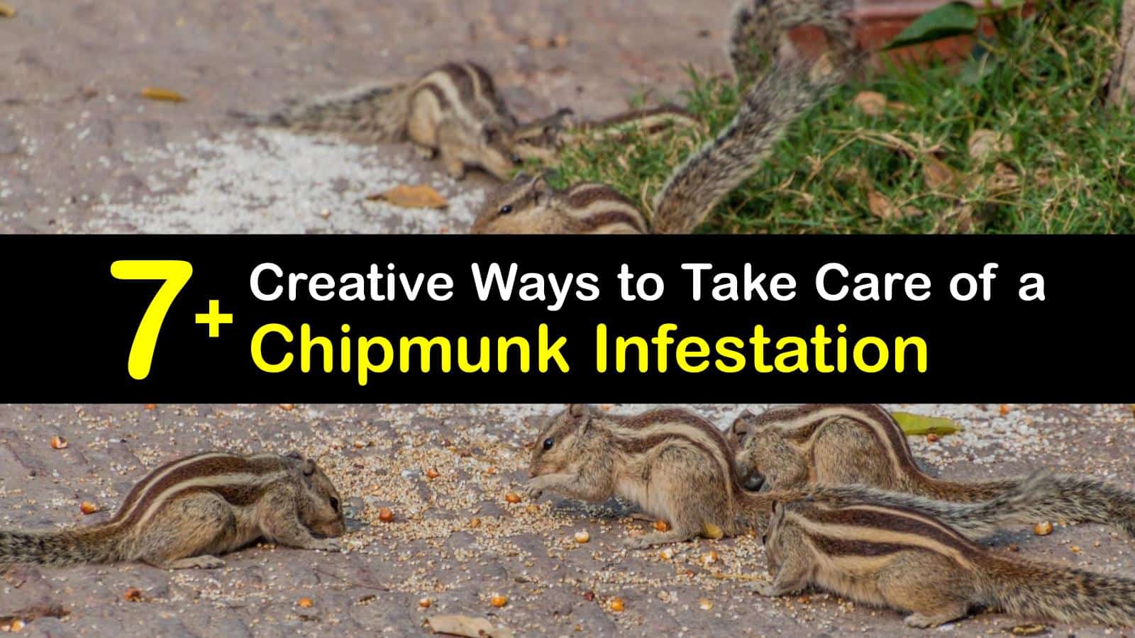 7+ Safe Ways to Stop a Chipmunk Infestation