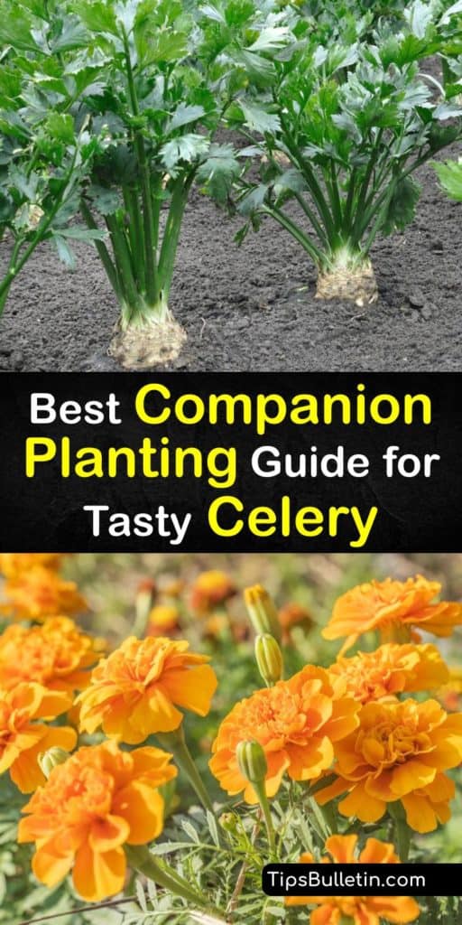 Many plants thrive when grown by celery. Great companion plants include marigolds, chamomile, oregano, kohlrabi, hyssop, and nasturtiums. These plants repel destructive insects like aphids and whiteflies. Also, companion plants promote steady growth and development. #companion #planting #celery