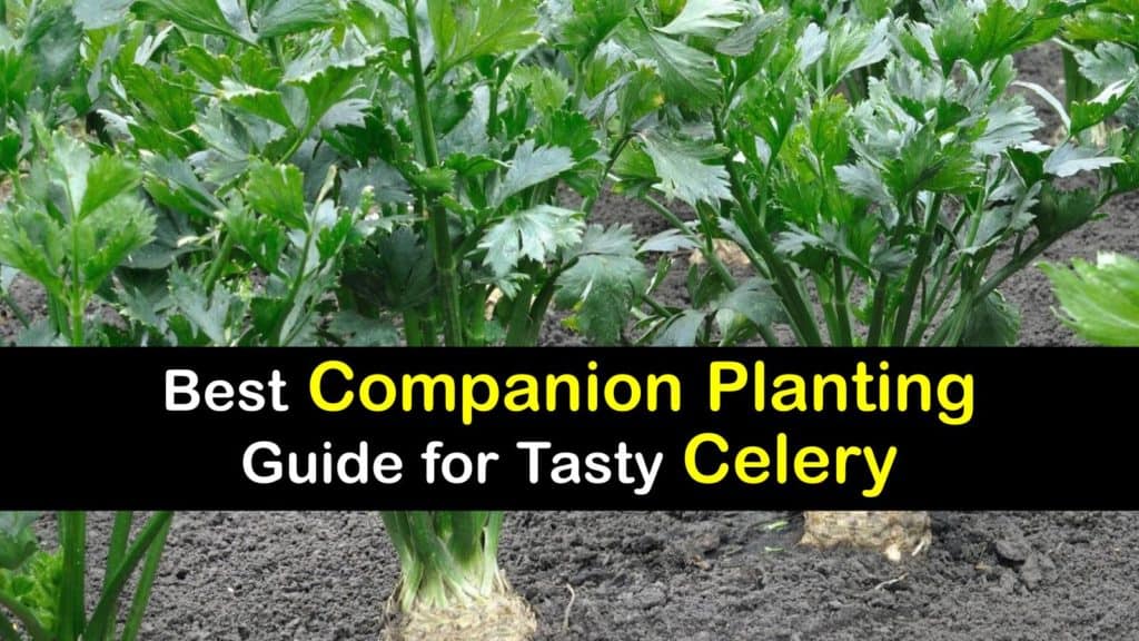 Companion Planting Celery titleimg1