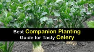 Companion Planting Celery titleimg1