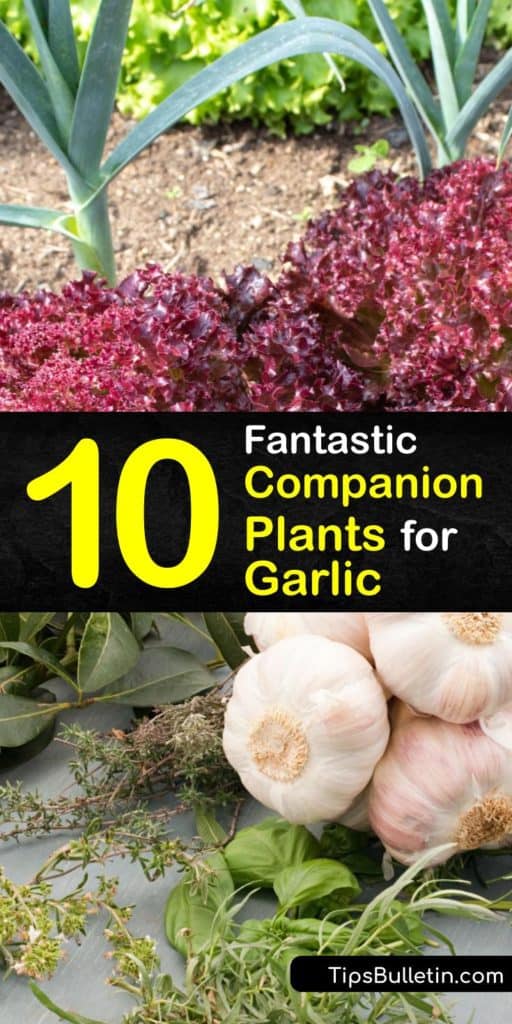 Discover how beneficial planting garlic is next to other plants like chives, marigolds, chamomile, and fruit trees. The odor in garlic successfully deters unwanted pests like Japanese beetles, cabbage worms, and spider mites. #companion #planting #garlic