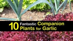 Companion Planting Garlic titleimg1