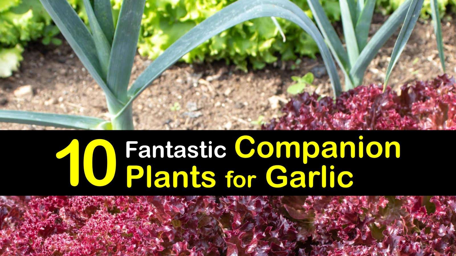 10 Fantastic Companion Plants for Garlic