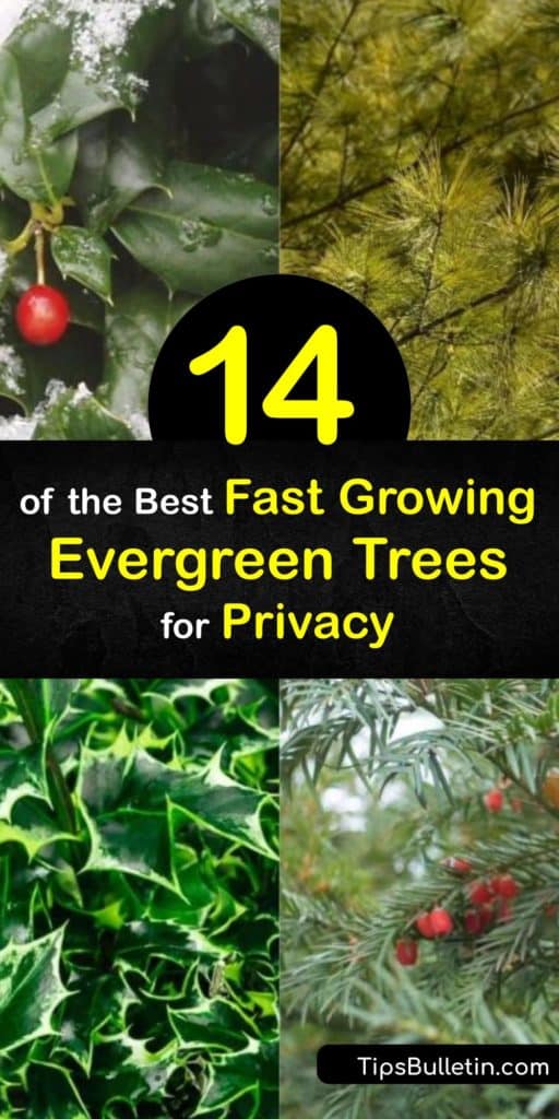 Try these fast growing evergreen trees for privacy ideal for increasing home security. Discover which thuja family tree works best for your home and climate. Learn more about species like Leyland Cypress and Blue Spruce and how these privacy trees work for you. #fastgrowing #evergreen #tree #privacy