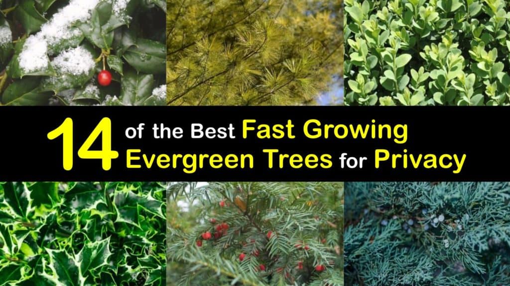 Fast Growing Evergreen Trees for Privacy titleimg1