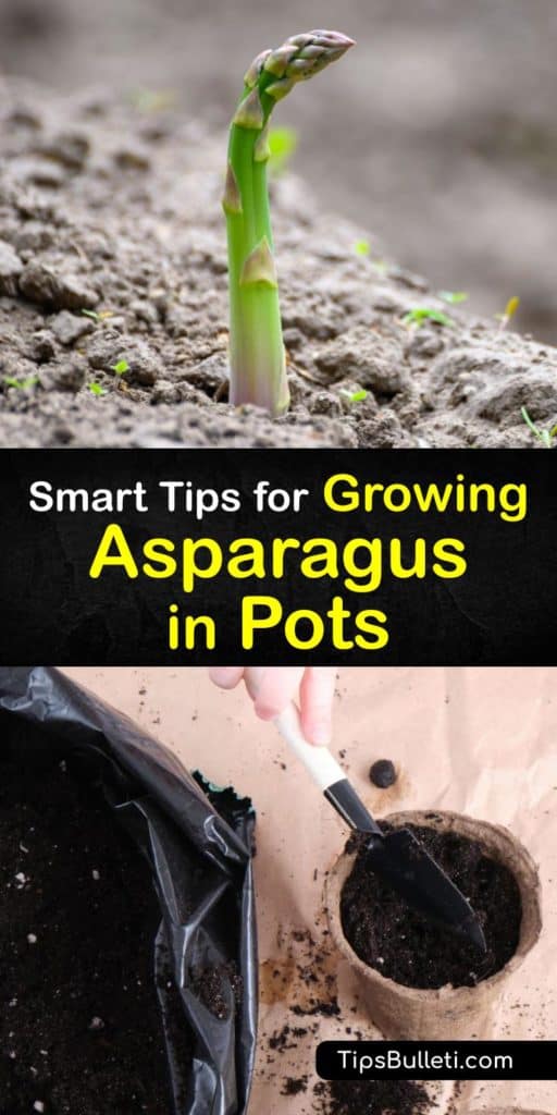 Learn how to grow asparagus spears in pots. Choose a pot with drainage holes, soak seeds to encourage germination, place your plant in full sun, and spread mulch to discourage weeds. After planting in early spring, gradually add soil until ground level. #grow #asparagus #pots