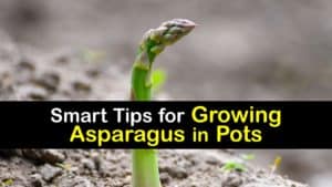 Growing Asparagus in Pots titleimg1