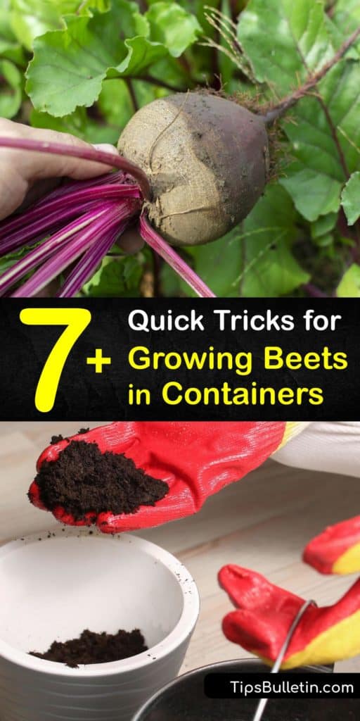 The germination of beet varieties, like Detroit dark red, in containers is effortless. When you germinate Beta vulgaris, ensure the pot can access full sun and hydration to prevent boron deficiency. Planting beets in pots is a great way to save space in a garden. #howto #grow #beets #containers