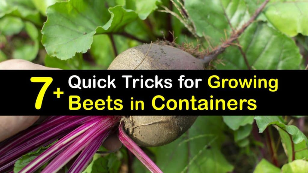 Growing Beets in Containers titleimg1