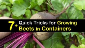 Growing Beets in Containers titleimg1