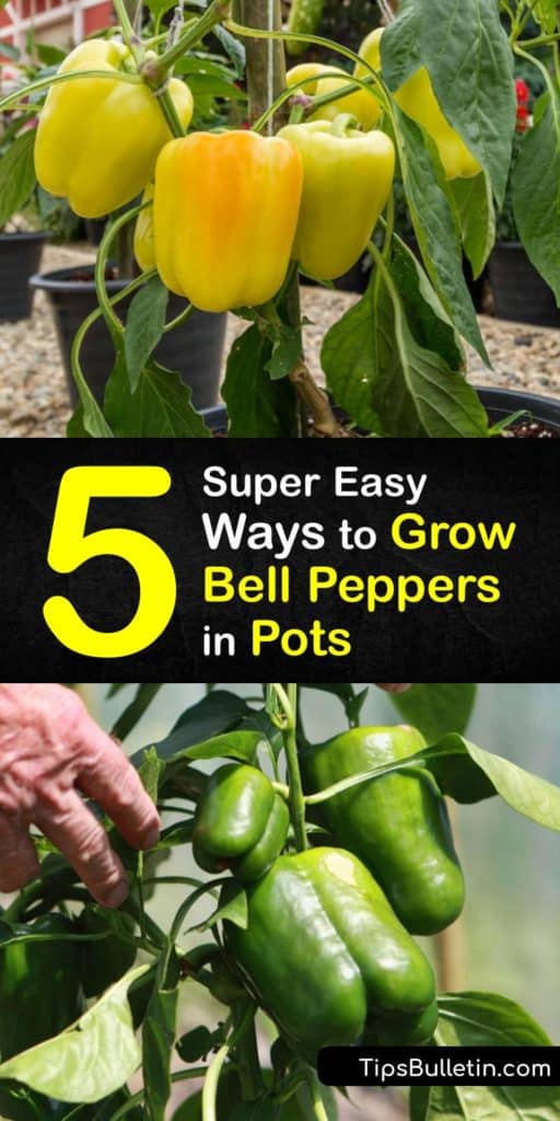 Grab your favorite pepper seeds and potting mix to learn how to grow and care for your own bell pepper plant at home. Use our tips about fertilizing the soil, preventing aphids, avoiding a frost date, and trying our DIY ways to grow bell pepper seeds in full sun. #grow #bell #peppers #pots