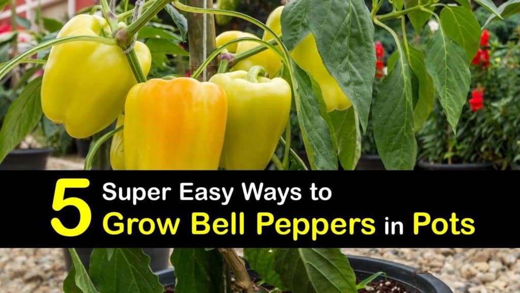 Growing Bell Peppers in Pots