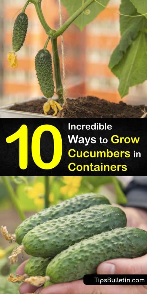 Container gardening with cucumber plants is easy, whether you enjoy them in a salad or for pickling. Some types of bush cucumbers do not need a trellis and are perfect for containers with drainage holes and good potting soil. #cucumber #growing #pots #howto #container