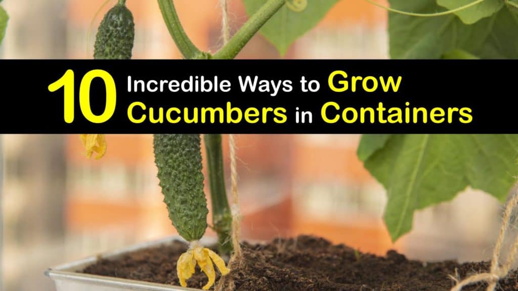 Growing Cucumbers in Containers titleimg1