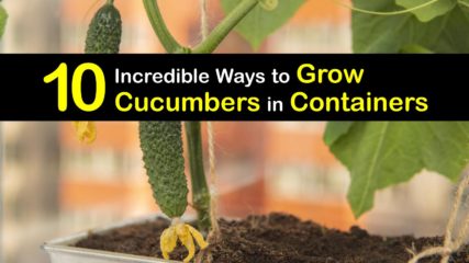 10 Easy Ways to Grow Cucumbers in Pots