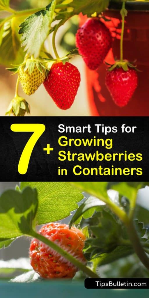 Practice DIY container gardening with June-bearing strawberries that allow you to harvest fruiting plants throughout the growing season. These tips help you choose a strawberry pot, potting mix, and bare-root plants that help to produce fruit all summer long. #growing #strawberries #containers