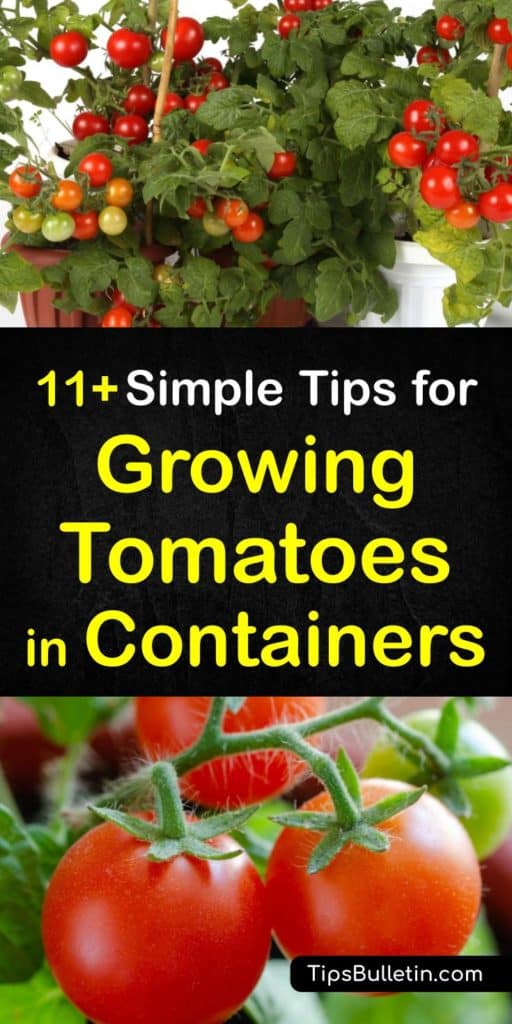 Become a master at container gardening after reading about indeterminate tomatoes, their root system, and choosing organic fertilizer for a bountiful growing season. These tips help you make tomato cages and prevent blossom end rot for perfectly ripe tomatoes. #growing #tomatoes #containers