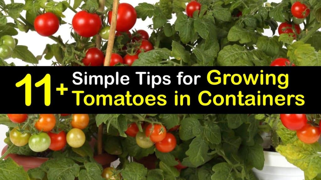 Growing Tomatoes in Containers titleimg1