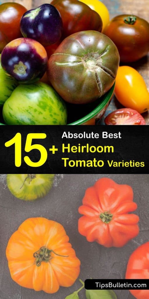 Discover the best heirloom tomato varieties to grow in your garden this year. Growers love meaty varieties like Cherokee Purple and Black Krim, and sweet Sungold cherry tomatoes. Try unique tomato plants like Green Zebra or Aunt Ruby’s German Green. #heirloom #tomato #plants