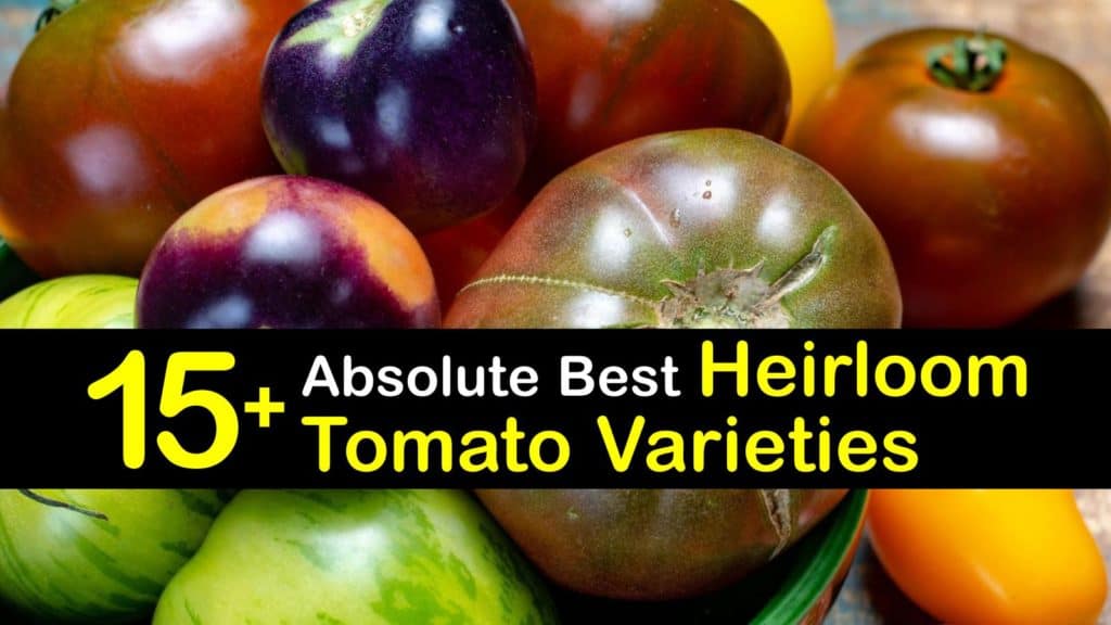 Heirloom Tomato Varieties titleimg1
