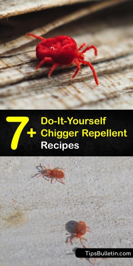 Use simple home remedies for a DIY chigger repellent. A bug spray with DEET serves as an excellent bug repellent. Tending chigger bites with a homemade lotion including aloe vera, peppermint, and eucalyptus essential oil reduce itching. #homemade #chigger #repellent