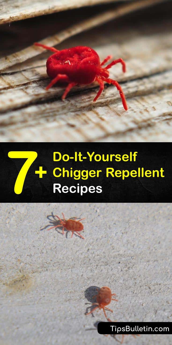 7+ DoItYourself Chigger Repellent Recipes