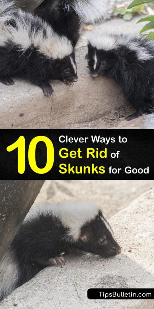 Find out how to use our super-effective DIY skunk repellent tips to keep skunks away from your garden, home, and garbage can. Many work for raccoons, too. Use baking soda, hydrogen peroxide, and dish soap to remove skunk odors if you get sprayed. #howto #repel #skunks #getridof