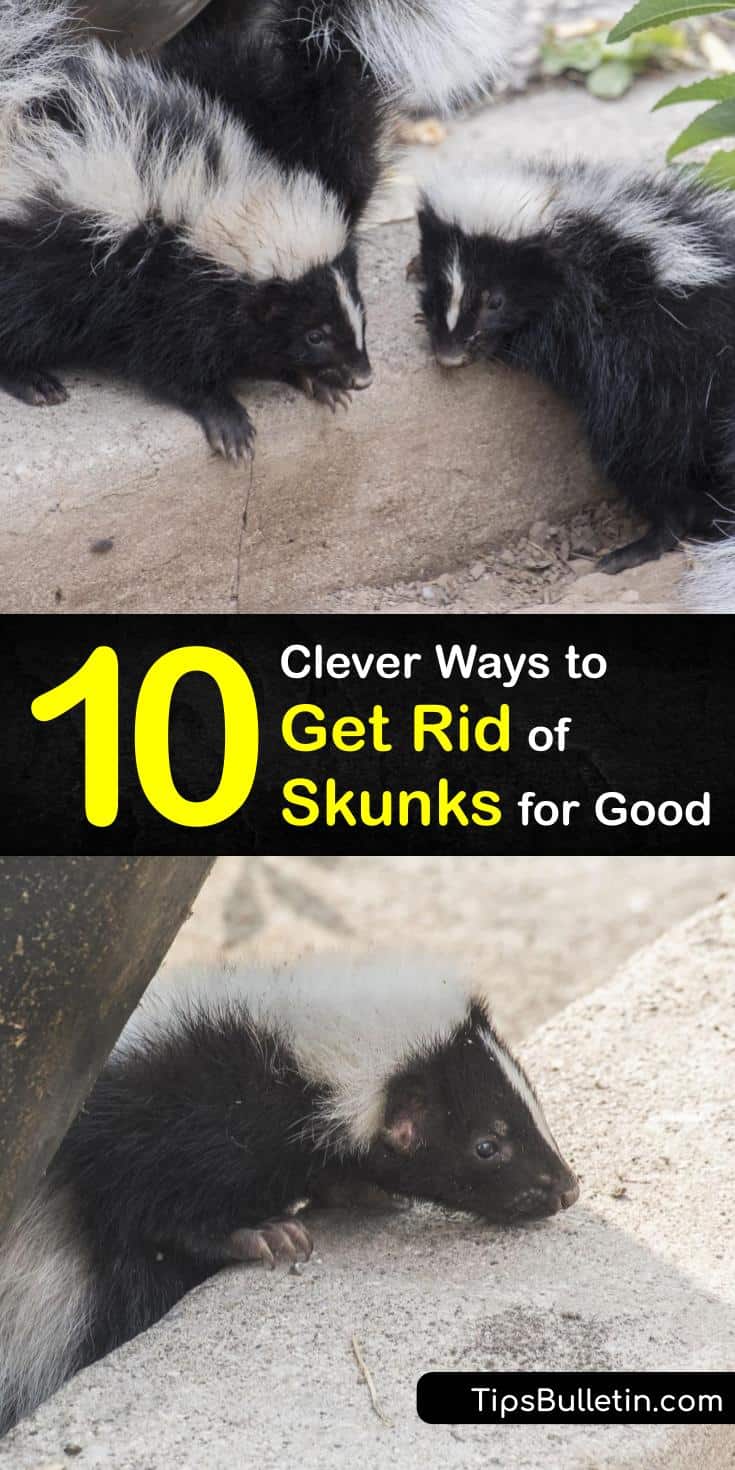 10 Clever Ways to Get Rid of Skunks for Good