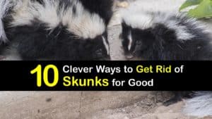 How to Get Rid of Skunks titleimg1