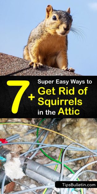 how do i get rid of squirrels