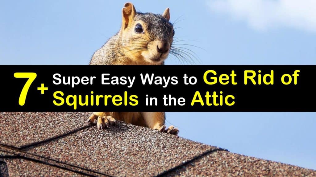How to Get Rid of Squirrels titleimg1