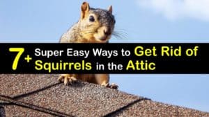 How to Get Rid of Squirrels titleimg1