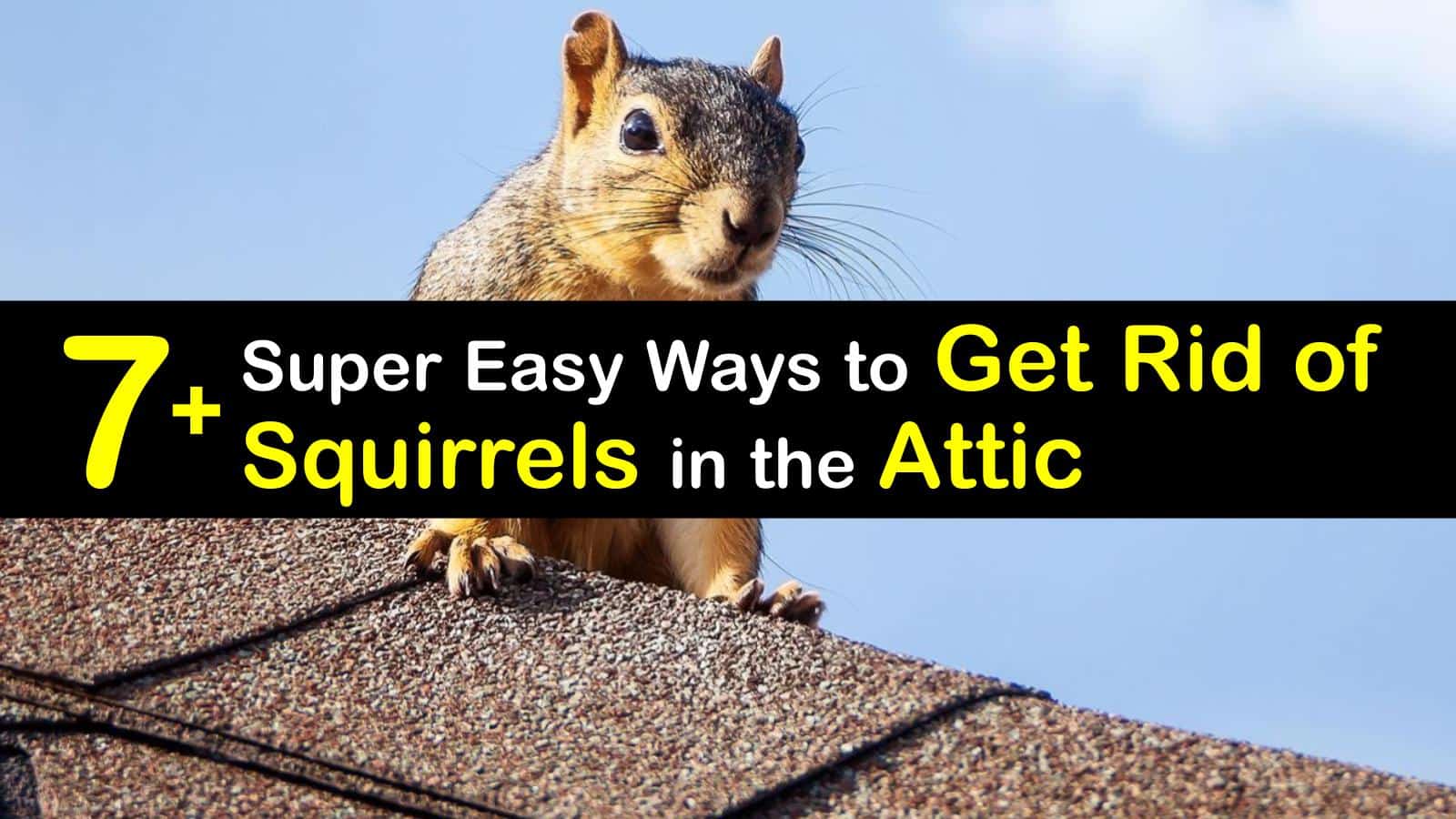 How To Get Rid Of Red Squirrels In Attic