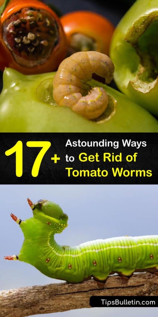 Find out how to repel and get rid of tomato hornworms without pesticides or an insecticide. A hornworm infestation starts when hawk moths lay eggs near tomatoes. Planting marigolds invites natural predators like lacewings and ladybugs to consume hornworm larvae. #howto #getridof #tomato #worms