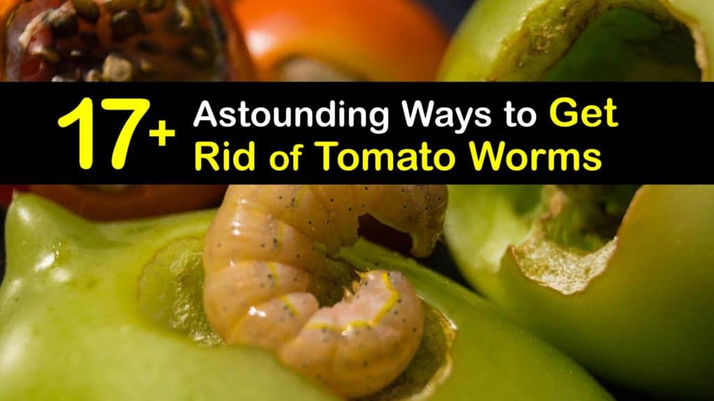 How to Get Rid of Tomato Worms titleimg1