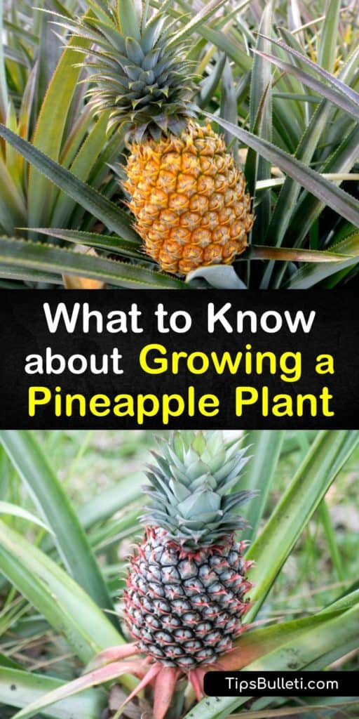 Did you know that you can grow fresh pineapple fruit from the grocery store as houseplants? It’s super easy, even if you live somewhere colder than Florida. Find out what you need to know about growing Ananas comosus, or pineapple plants, using our best DIY tips. #howto #grow #pineapple #plant