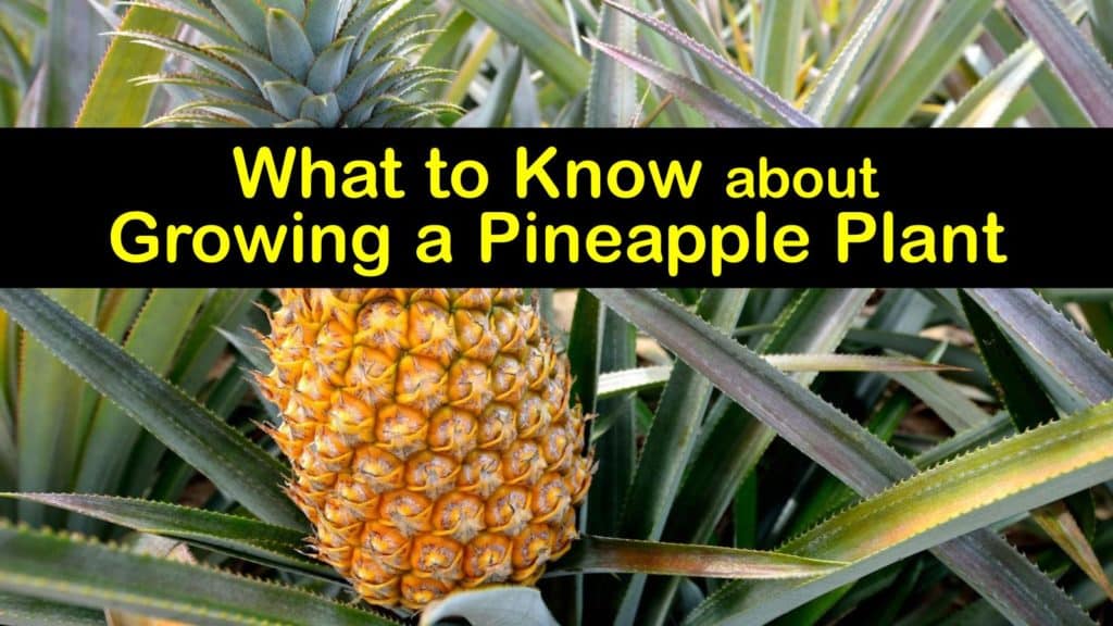 How to Grow a Pineapple Plant titleimg1