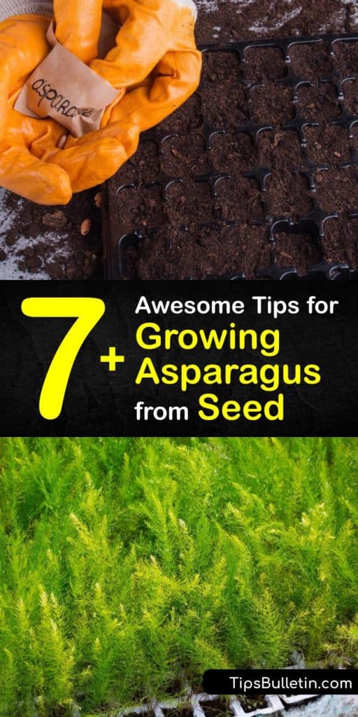 Find out how to harvest homegrown asparagus spears year after year. From the germination of asparagus seeds to harvesting your first crop of Jersey Knight asparagus, we have all the tips for success. Grow them in full sun and fertilize regularly for best results. #howto #grow #asparagus #seeds