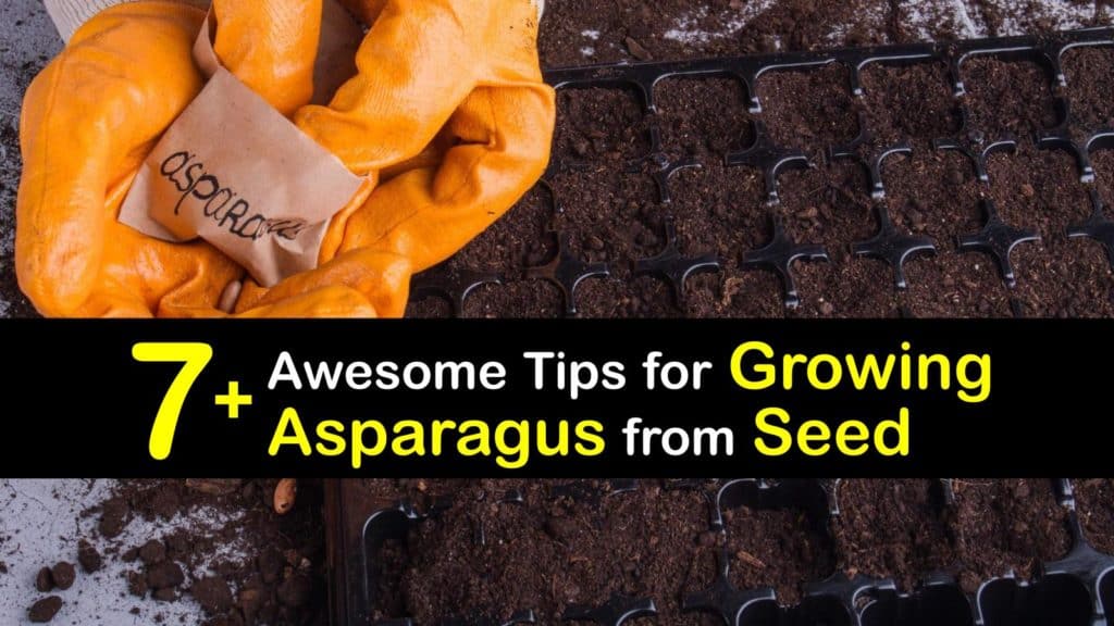 How to Grow Asparagus from Seed
